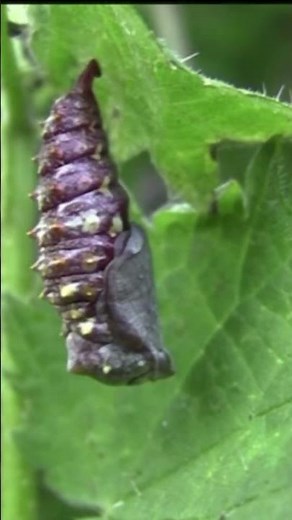 Papillon Vulcain, oeuf, chenille