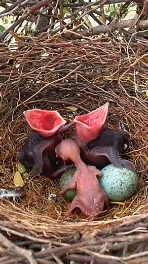 Adorable Newborn Baby Birds Newborn Birds Waiting for Mom (p5) #viral #trending #shorts