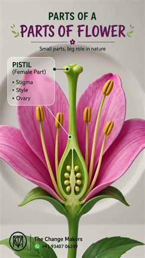 Parts of a Flower Explained 🌸 | Structure of a Flower in 60 Seconds | #shorts