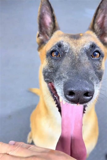 #smartdog#dogtraining#intelligentanimals#Mastiff | it's not your birthday