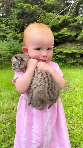 Rescue Botcat: Baby Bobcat Found - Animals Of Tiktok