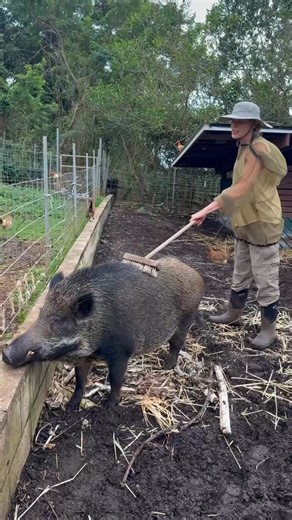 Aloha Animal Sanctuary | Our volunteers doing the most-est rain or shine! We love them! Scrubbing down stalls…and piggies! Palekana coming in hot for some butt and... | Instagram