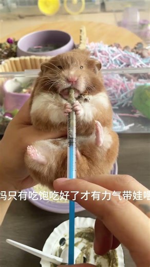 The Secret to Raising Healthy Baby Hamsters: Ultimate Survival Guide