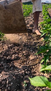 70K views · 945 reactions | Chilli crops | Agriculture mirch business | Facebook