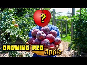 Growing Red Apple | How To easily grow apple - complete growing guide