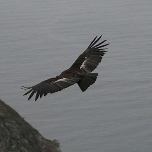 California Condors Have Been Endangered Since Humans Arrived In America
