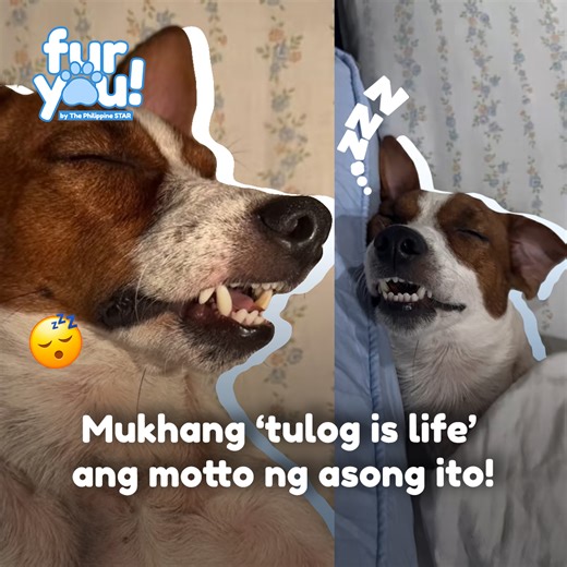 2.7M views · 135K reactions | SARAP NG TULOG!  Mapapa-sana all ka na lang sa sarap at haba ng tulog ng asong ito! #PhilStarFurYou | Philippine Star | Facebook