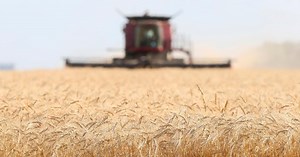 Guerre en Ukraine : l'envolée du cours du blé inquiète le monde