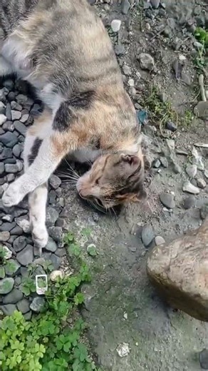 #cat#catshorts#reel#reels#youtube#shorts#foryou#funny#gacha#edit #like#suscribense#trending#viral#4k