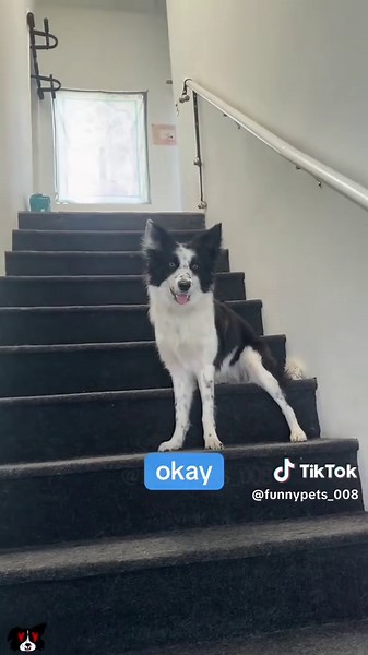 Border Collie Adventures: A Humorous Dog Journey