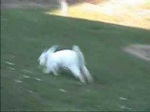 Wild Rabbit Running, Showing Floppy Ears