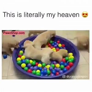 35K views · 465 shares | Pawz Saves Dogs on Reels | Facebook