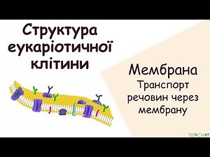 Cell structure. Membrane