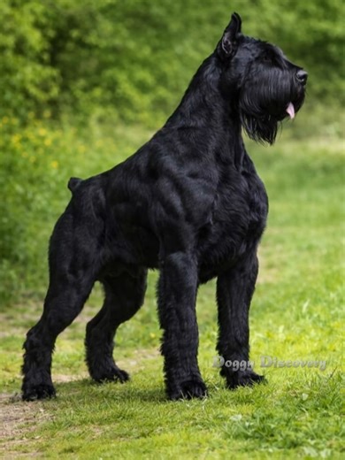 Giant Schnauzers: The Ultimate Guardian Dog Breed
