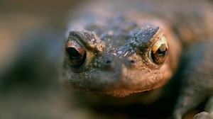 Toad is looking into camera