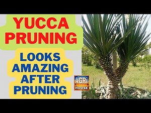 How To Prune Yucca Plant /Yucca Pruning/ Looks Amazing after Pruning