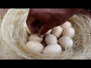 Hatching eggs under a broody hen leaves all the hard work to the chicken