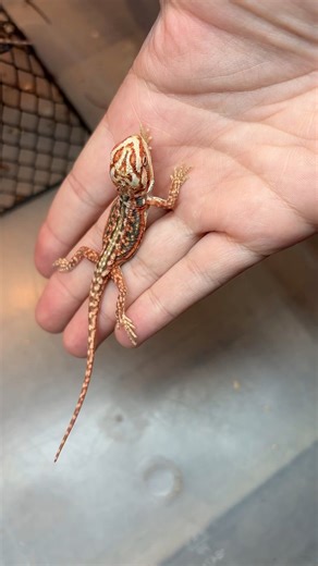 Who loves it?!? ❤️ | Dragon Smart