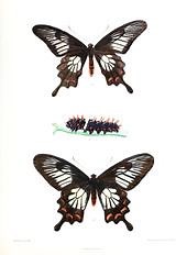 Pachliopta jophon - Alchetron, The Free Social Encyclopedia