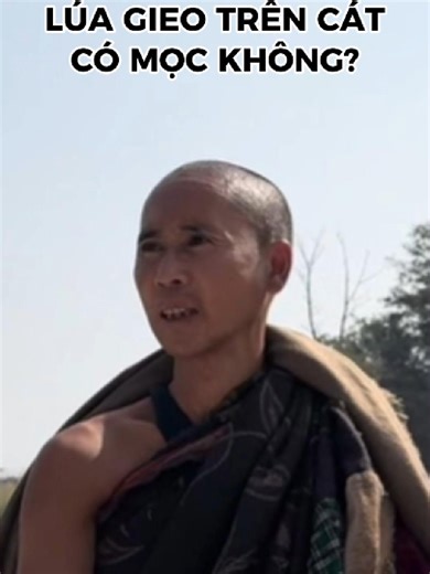 LÚA GIEO TRÊN CÁT có mọc được không? #thayminhtue #Thayminhtuemoinhat #Saibuocdiadia #hoangduongchanhphap