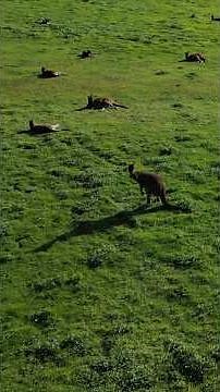 Australia’s Most Unique Animal