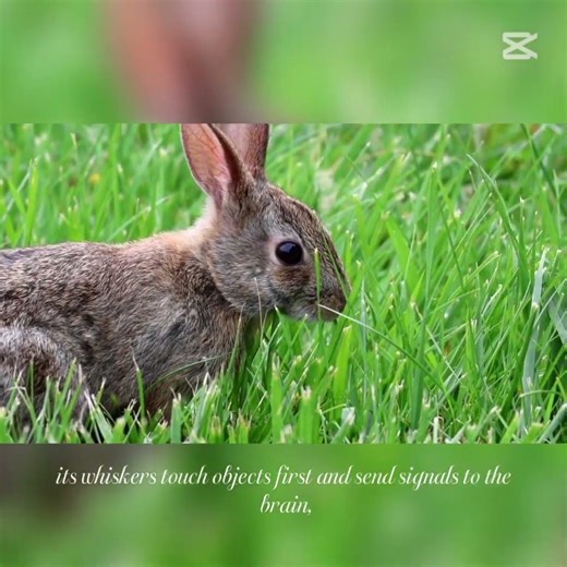 Rabbits map the world in silence, dream escape routes, and react faster than fear itself. #honey