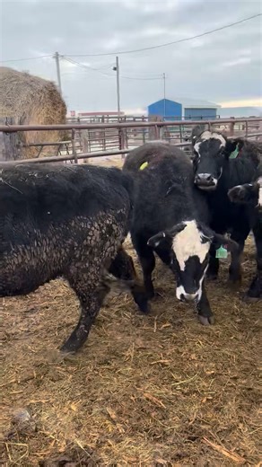 Herreid Livestock on Reels