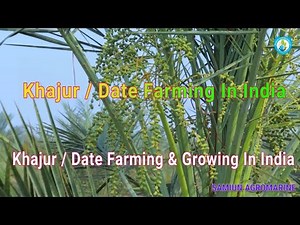Khajur / Date Farming & Growing in India / Khajur Cultivation Training in India by SK MD RAFIK