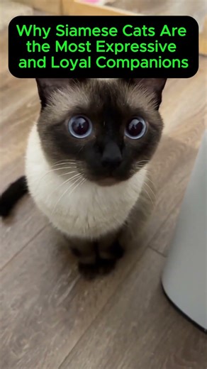 Why Siamese Cats Are the Most Expressive #cat #catbehavior #pets
