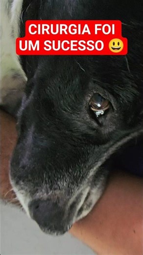 Safadão's castration surgery was a success 🙏😃