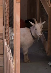 Animal Cribs S02:E05 - Pygmy Goat Playground