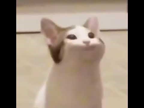 Pog cat