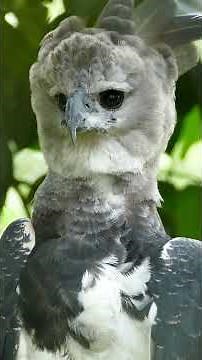 Harpy eagles are Badass