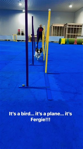 Fergie is learning to navigate weave poles for agility. Do you think agility training would be a fun activity for you and your dog? Join our Intro to Agility and Tricks class, starting December 1 and running every Monday until December 22, 8 pm to 9 pm. Register online at https://www.canineconnectionbkc.com/book-online | Canine Connection Brainerd Kennel Club
