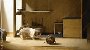 Happy bunny, jumping and kicking around during late evening time in UHD, slow motion