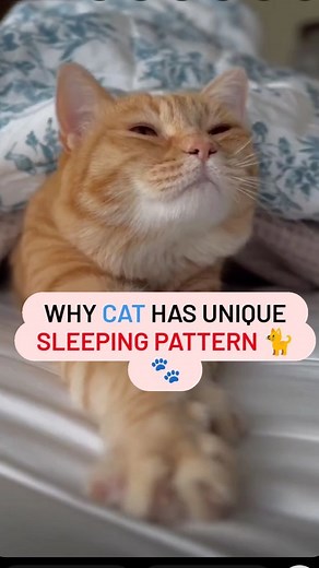 How many hours your cat sleeps in a day? 🐈 . Follow for more🐾 . . . Dm for credit-🎥 . . Delve into the captivating world of feline sleep cycles and unlock the secrets behind their adorable slumber. Discover REM dreams, nap lengths, and expert tips for creating a perfect snooze sanctuary. 🌙✨ Tag a fellow cat lover and join the viral wave of kitty sleep magic! 🐾💖 . . . #catsleep #catsleeping #catsleepingpositions #catowner #catownerproblems #catlady #catladylife #catlife #catlifestyle #catmo
