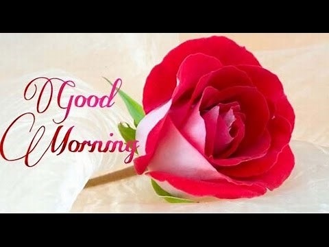 Latest Good Morning wishes, SMS, greetings, Whatsapp Video message