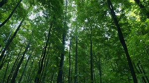 Transition Summer Early Autumn Season Large Stock Footage Video (100% Royalty-free) 1098020465 | Shutterstock