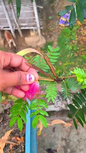 এই গাছ থেকে যে বীজ হয় জানা ছিল না 😱🪴#gardeningideas #plantcare #shortvideo