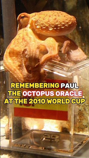 Paul the Psychic Octopus #worldcup2010 #germany #spain #netherlands #predictions