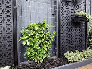 How To Make a Wire Espalier Trellis  - Bunnings New Zealand