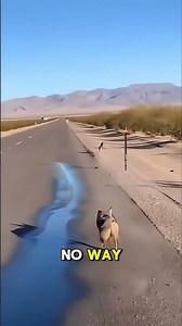 Looney Tunes "Fast and Furry-ous" on a road 😂 #coyote #roadrunner