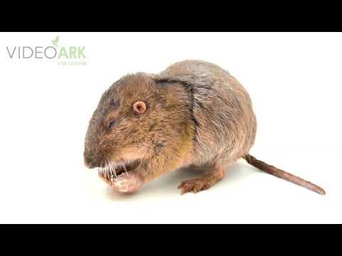 A plains pocket gopher (Geomys bursarius major) at the WildCare Foundation in Noble, Oklahoma.