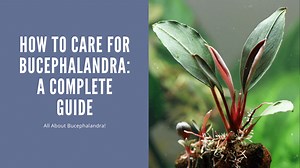 BUCEPHALANDRA - Buying, planting and caring for your first One