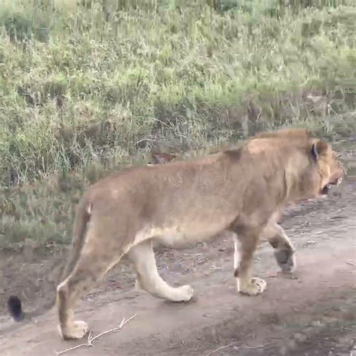 Young Male Lion on walk at Serengeti | #lion #shorts #wildlife
