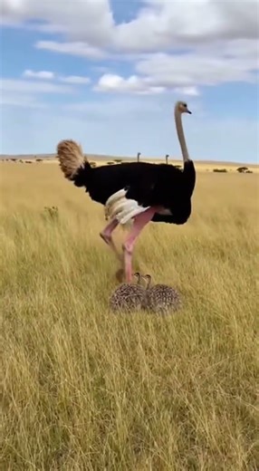Wolf Attack Thwarted by Aggressive Ostrich Defense