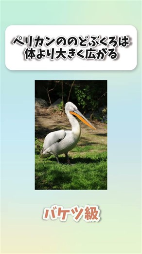 雑学】ペリカンののどぶくろは体より大きく広がる #shorts #動物 #雑学