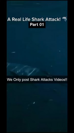 Shark attacks: a reminder of the power and mystery of the ocean. Stay safe and respect the wild. 🦈🌊 #SharkAttack#OceanMystery #WildlifeEncounters#SharkConservation #NaturePower#UnderwaterWorld #OceanSafety #MarineLife#SharkAwareness #RespectNature