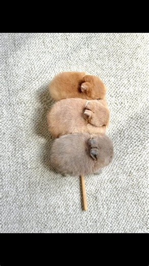 Cute Bunny Clips: Adorable Bunny Videos and Moments