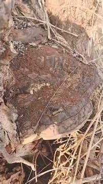 Der Malerpilz( Ganoderma Applanatum) Heil und Vitalpilz